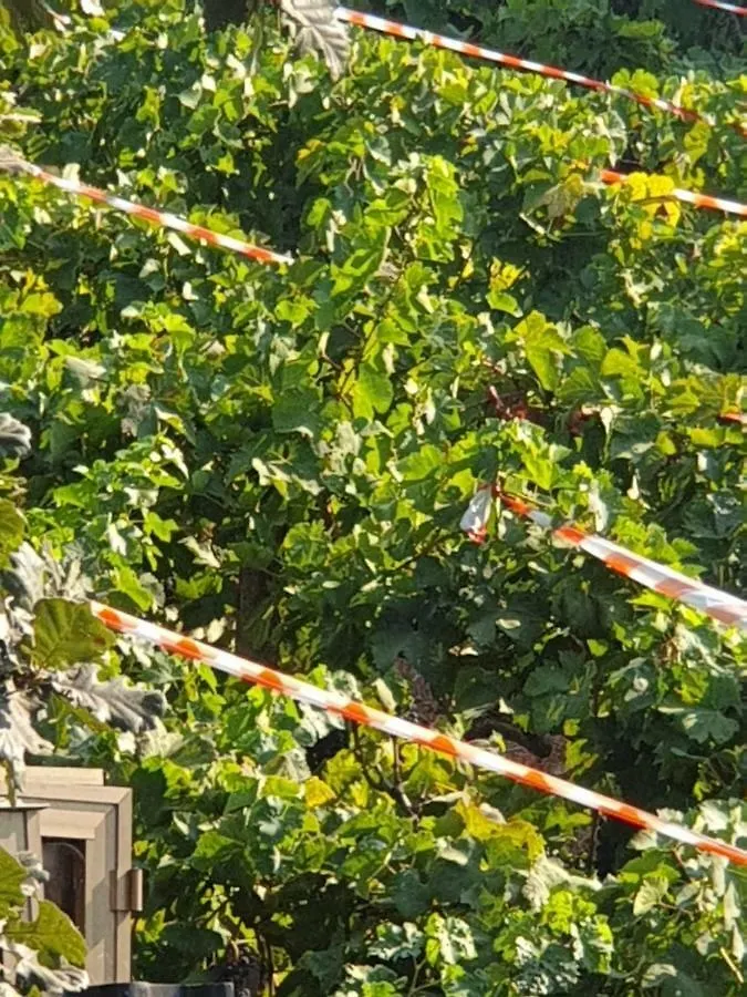 Dependance Villa Elisabetta Tremestieri Etneo Casa vacanze